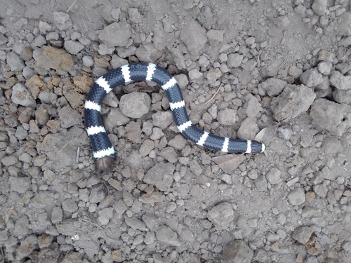 Eastern Bandy Bandy sighting