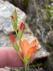 Gladiolus brevitubus