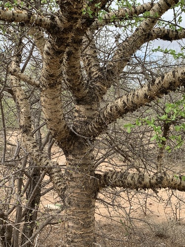 Commiphora viminea Burtt Davy