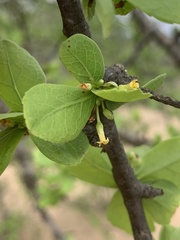 Commiphora merkeri
