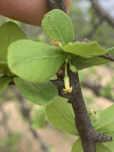 Commiphora viminea Burtt Davy 3