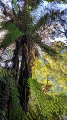 Dicksonia fibrosa
