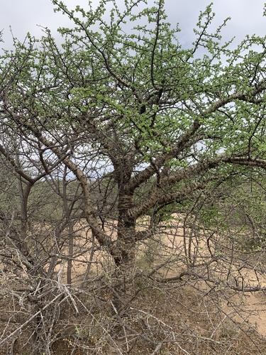 Commiphora viminea Burtt Davy 4