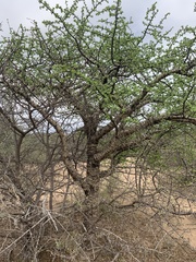 Commiphora merkeri