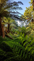 Dicksonia fibrosa