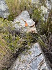 Gladiolus brevitubus