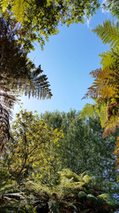 Dicksonia fibrosa