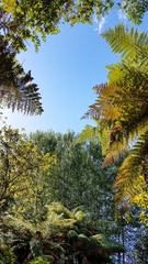 Dicksonia fibrosa