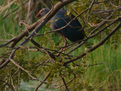 Porphyrio poliocephalus