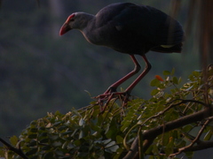 Porphyrio poliocephalus