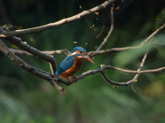 Alcedo atthis