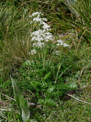 Gingidia montana