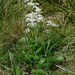 Gingidia montana - Photo (c) Peter Sweetapple, algunos derechos reservados (CC BY-NC), subido por Peter Sweetapple