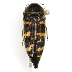 Acmaeodera macra