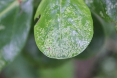 Phyllocoptes coprosmae