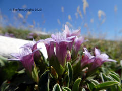 Gentianella columnae