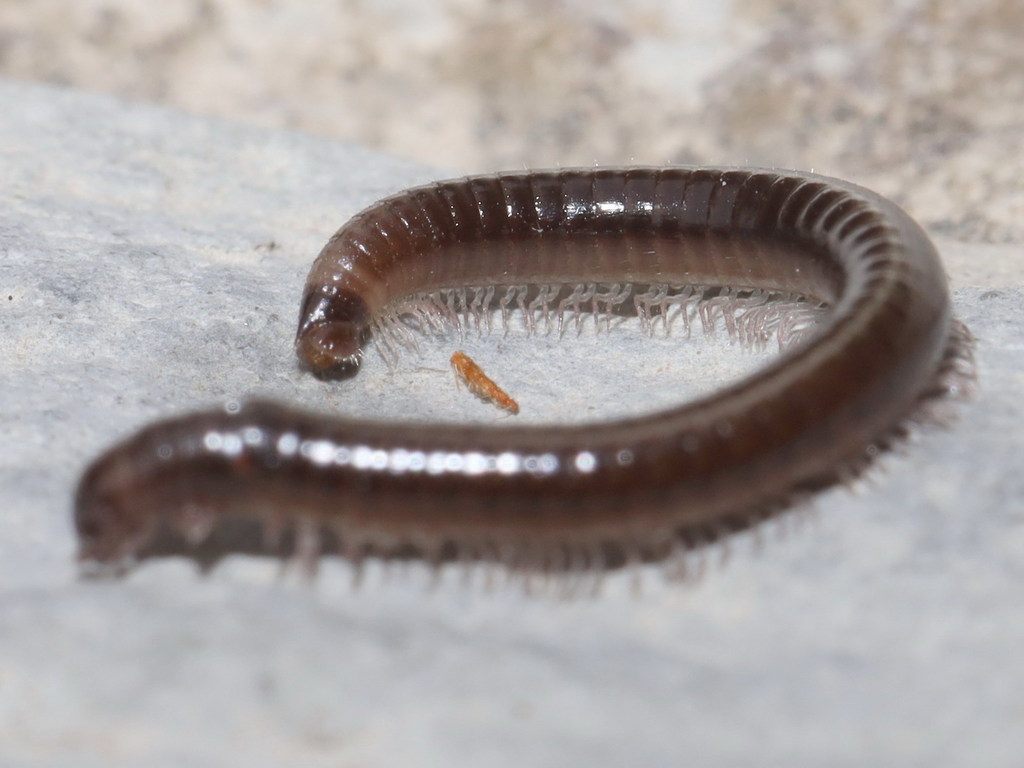 Leptoiulus