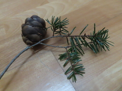 Pseudotsuga wilsoniana