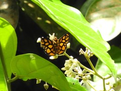 Odina hieroglyphica ortina