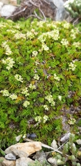 Anisotome imbricata prostrata