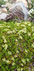 Anisotome imbricata prostrata