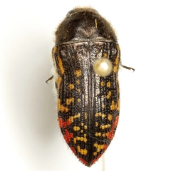 Acmaeodera miliaris