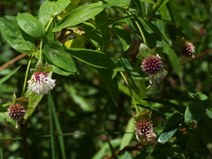 Pimelea ligustrina ligustrina