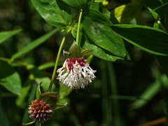 Pimelea ligustrina ligustrina