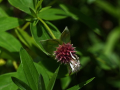 Pimelea ligustrina ligustrina