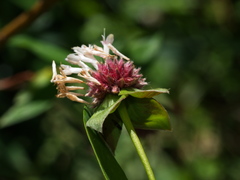 Pimelea ligustrina ligustrina