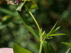 Pimelea ligustrina ligustrina