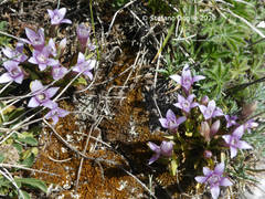 Gentianella columnae