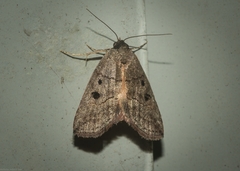 Calathusa hypotherma