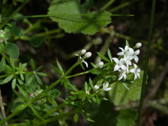 Asperula scoparia scoparia