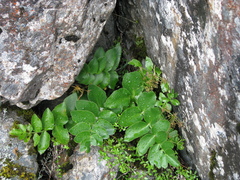Gingidia montana