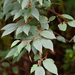 Actinidia lanceolata - Photo (c) 曾云保, algunos derechos reservados (CC BY-NC), subido por 曾云保