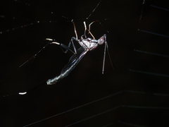 Gasteruption spinigerum