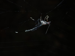 Gasteruption spinigerum