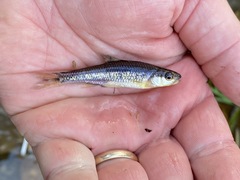 Notropis baileyi