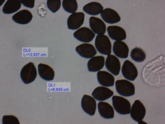 Panaeolus acuminatus