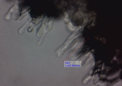 Panaeolus acuminatus