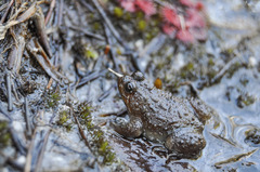 Poyntonia paludicola