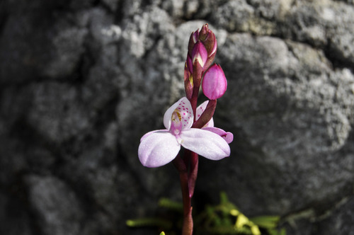 Disa tripetaloides