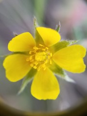 Potentilla macounii