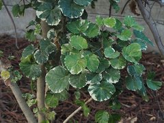 Polyscias balfouriana