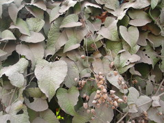 Magnoliopsida