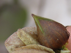 Magnoliopsida