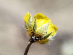 Potentilla macounii