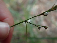 Scleria lithosperma