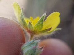 Potentilla macounii